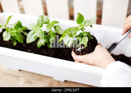 Basilico circa essere piantato in una piantatrice Foto Stock