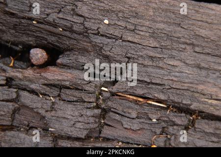 vecchia tavola bagnata dopo la pioggia come sfondo Foto Stock