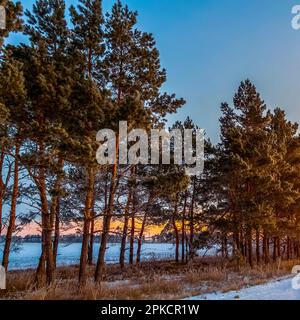 Rami di pino al mattino spesso hoarfrost. Foto Stock