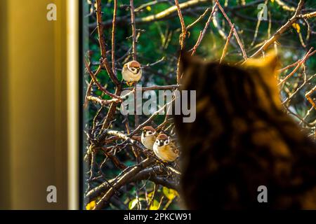 Il gatto guarda attraverso la finestra a passeri seduti su un ramo di albero. Foto Stock