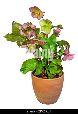 Primo piano di un isolato fiore di frostkiss Hellebore in vaso Foto Stock