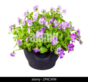 Primo piano di fiori isolati viola potetto Foto Stock