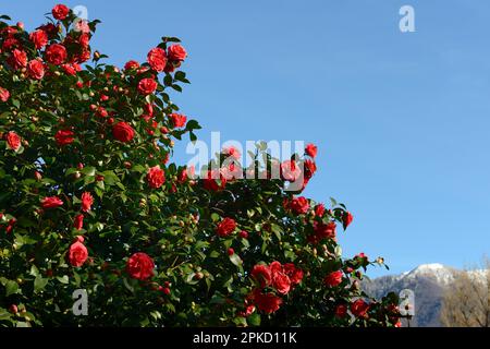 Camelie in fiore nel Parco Camellia di Locarno, Canton Ticino, Svizzera Foto Stock