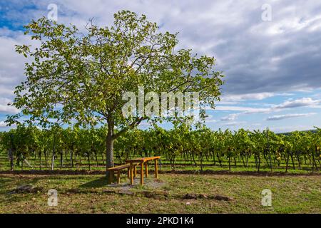 Vigneto con vigneti di Pinot Nero, noce e area picnic, Siebeldingen, strada del vino tedesco o meridionale, Palatinato meridionale, Palatinato meridionale Foto Stock