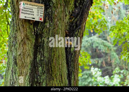 Impressioni autunnali dal Selketal sui Monti Harz Foto Stock