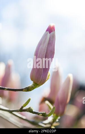 Fioritura rosa magnolia - molla sensazione, shallow DOF Foto Stock