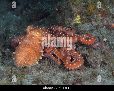 Polpo bianco macropus (Callistoctopus Octopus macropus) di notte. Sito di immersione El Cabron Marine Reserve, Arinaga, Gran Canaria, Spagna, Oceano Atlantico Foto Stock