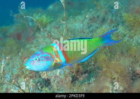 Strasse ornato (Thalassoma pavo), El Cabron Marine Reserve Dive Site, Arinaga, Gran Canaria, Spagna, Oceano Atlantico Foto Stock