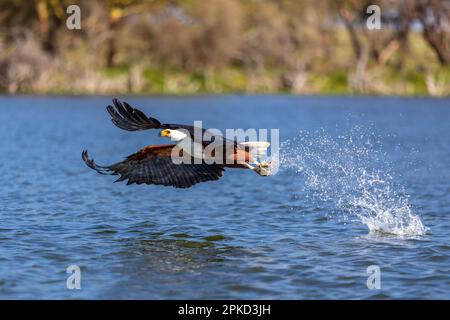 Aquila di pesce africana (Haliaeetus vocifer) con pesce nella sua cattura, pesca, lago, lago Naivasha, Kenya Foto Stock