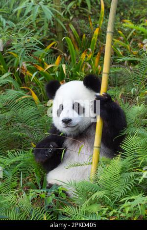 Giovane panda gigante di due anni, China Conservation and Research Centre for the Giant Pandas (Ailuropoda melanoleuca), Chengdu, Sichuan, Cina Foto Stock