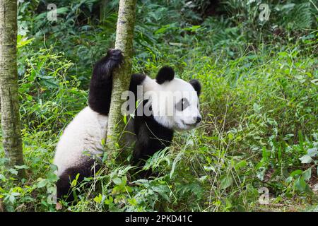 Giovane gigante di due anni Panda, China Conservation and Research Centre for the Giant Pandas (Ailuropoda melanoleuca), Chengdu, Sichuan, Cina Foto Stock