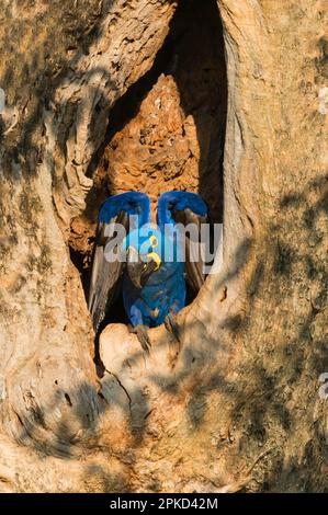 Macaw giacinto (Anodorhynchus hyacinthinus) nel suo nido d'albero, Pantanal, Mato Grosso, Brasile Foto Stock