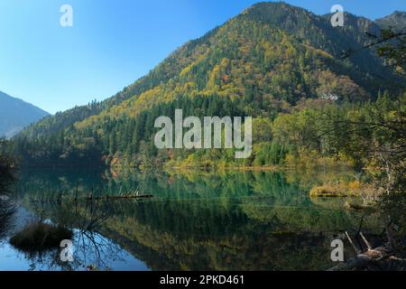 Arrow Bamboo Lake, riflessioni in acqua, Parco Nazionale di Jiuzhaigou, Provincia di Sichuan, Cina, Patrimonio Mondiale dell'UNESCO Foto Stock