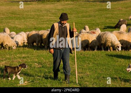 Pastore con cucciolo di cane da pastore e gregge, vicino a Sigishoara, zona del villaggio sassone, Transilvania, Romania, autunno Foto Stock