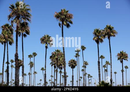 Bellissime palme raffigurate a Ventura, California, USA. Foto Stock