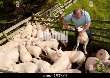 Allevamento ovino, agricoltore che dà agnelli verme drench, per la protezione contro i parassiti, Kendal, Cumbria, Inghilterra, Regno Unito Foto Stock