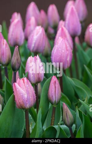 Tulip Light and DREamy, tulipa Light and DREamy, Darwin Hybrid, pink flamed mauve-purple che si affievolisce fino a quasi bianco ai bordi Foto Stock