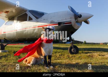 Divertente foto del cane Shiba Inu in una tuta pilota in aeroporto Foto Stock