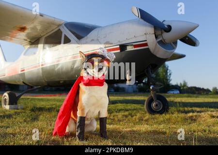 Divertente foto del cane Shiba Inu in una tuta pilota in aeroporto Foto Stock