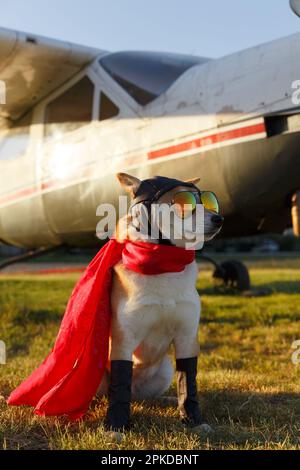 Divertente foto del cane Shiba Inu in una tuta pilota in aeroporto Foto Stock