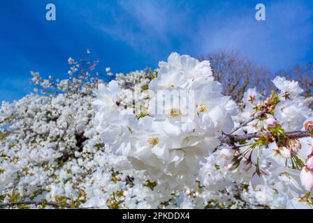 Parigi, Francia, la ciliegia fiorisce con un cielo blu in primavera Foto Stock