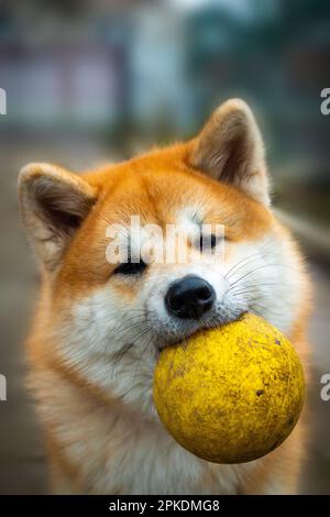 Il cane Akita tiene in bocca una palla gialla sporca. La sfera nella relativa bocca è probabilmente uno dei relativi giocattoli favoriti, mostrando che persino un cane duro può Foto Stock