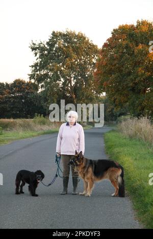 Cani in una passeggiata in campagna nelle Cotswolds Foto Stock