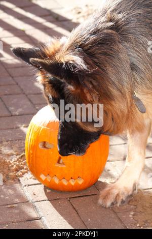 Il pastore tedesco ispeziona la testa della zucca per una violazione della sicurezza. Foto Stock