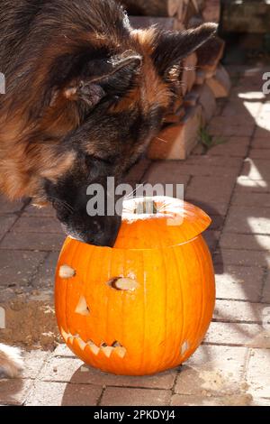 Il pastore tedesco ispeziona la testa della zucca per una violazione della sicurezza. Foto Stock