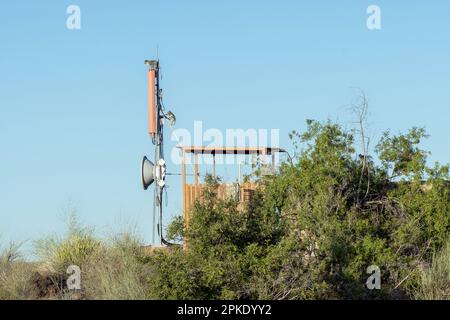 Scimmie vervet su una stazione base di telefoni cellulari nel Parco Nazionale delle Cascate di Augrabies Foto Stock