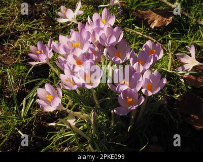 Grappolo di fiori di croco applitto nella luce solare bassa annuncia l'avvento della primavera. Somerset, febbraio 2023. Foto Stock