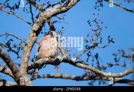 Jay eurasiatico giovanile (Garrulus glandarius) arroccato nell'albero, Regno Unito. Foto Stock