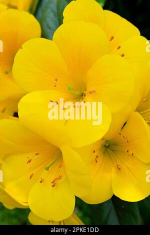 Fiori gialli brillanti di Rhododendron vireya sp. Foto Stock