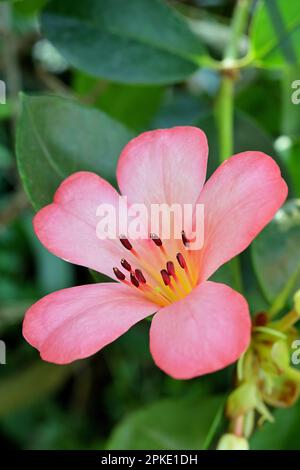 Primo piano di un solo salmone rosa Vireya Rhododendron fiore con gola giallo chiaro Foto Stock