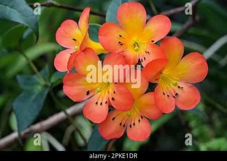 Primo piano di fiori rosso chiaro Vireya Rhododendron con gole gialle Foto Stock
