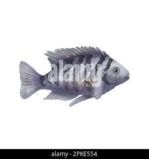 Pesce grigio a strisce esotiche isolato su sfondo bianco. Acquerello illustrazione di animali subacquei. Acquario. Disegno della collezione Island. Un Foto Stock