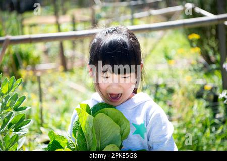 Ragazza che tiene la lattuga raccolta Foto Stock