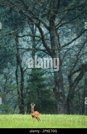 Un giovane buck su un prato con alberi alti, scuri, fiabeschi sullo sfondo Foto Stock