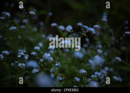 Principalmente fiori blu sfocati su sfondo verde foglie. Legno dimenticare-me-non Foto Stock