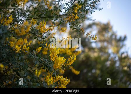 Principalmente sfocato sfondo giallo fiori. Ginestra dolce, ginestra pasquale Foto Stock