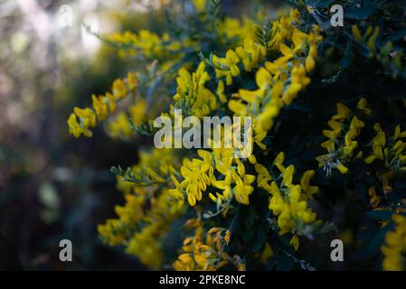 Principalmente sfocato sfondo giallo fiori. Ginestra dolce, ginestra pasquale Foto Stock