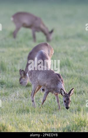 pascolo in una mandria... Capriolo ( Capreolo capreolo ), alcuni capriolo al mattino presto, diversi pascoli di cervo Foto Stock