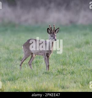 capra giovane buck in velluto... Capriolo (Capreolo capreolo) nel riparo di una siepe su un prato Foto Stock