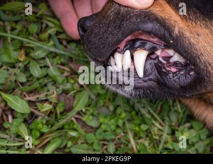 Fotografia ravvicinata dei denti del cane carie dentali. Foto Stock