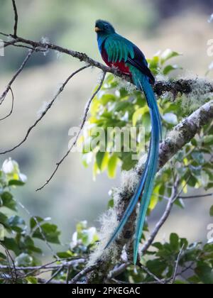 resplendent quetzal (Pharomachrus mocinno costaricensis) maschio a San Gerardo de Dota, Costa Rica Foto Stock