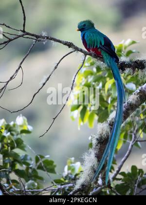 resplendent quetzal (Pharomachrus mocinno costaricensis) maschio a San Gerardo de Dota, Costa Rica Foto Stock