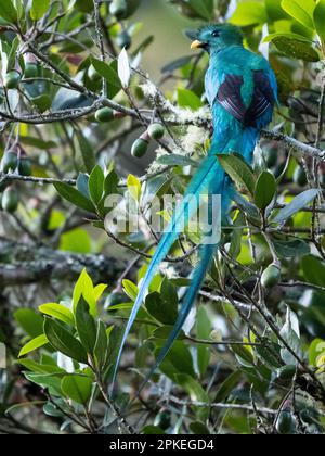 resplendent quetzal (Pharomachrus mocinno costaricensis) maschio a San Gerardo de Dota, Costa Rica Foto Stock