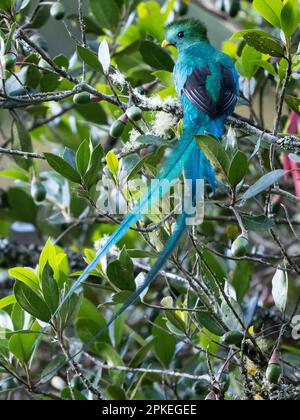 resplendent quetzal (Pharomachrus mocinno costaricensis) maschio a San Gerardo de Dota, Costa Rica Foto Stock