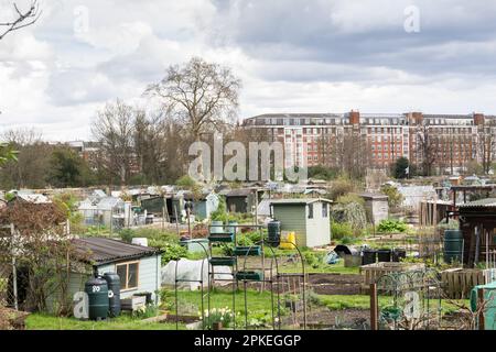 Fulham Palace Meadow Allotments, Bishop's Avenue, Londra, SW6, Inghilterra, REGNO UNITO Foto Stock