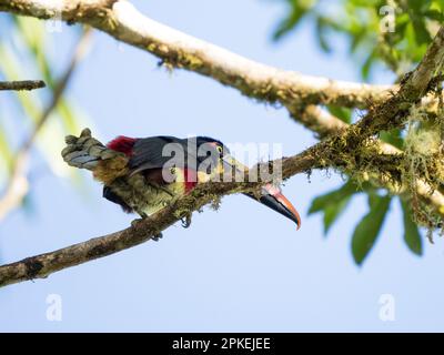 Aracari a volontà di Fiery (Pteroglossus franczii) alla stazione biologica di Las Cruces, Costa Rica Foto Stock